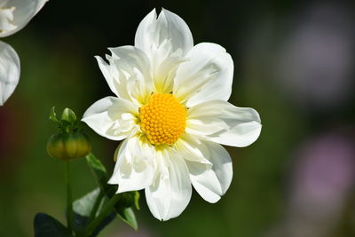 Close-up of white flowering plants