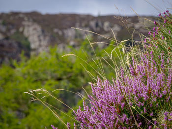 Close-up of purple flowering plants on field