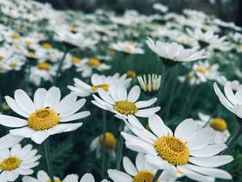 Daisies in a field 