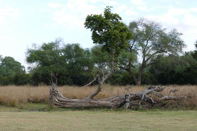 Trees on field against sky