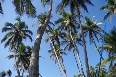Low angle view of coconut palm trees against sky