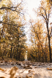 Trees in forest during winter