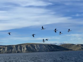 Seagulls flying over sea against sky