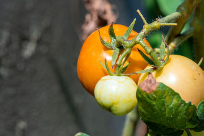 Close-up of orange fruit