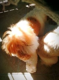 Close-up of dog