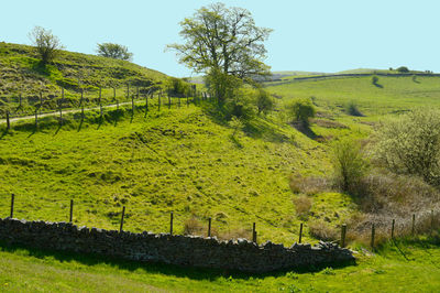 Scenic view of agricultural field against clear sky