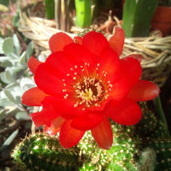 Close-up of red flower