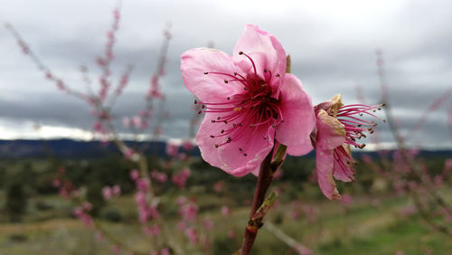 Close-up of pink cherry blossom