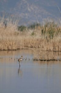 View of birds in lake