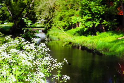 Scenic view of lake amidst trees