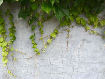 Close-up of ivy growing on brick wall