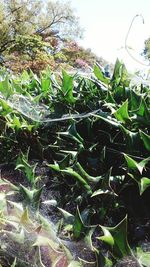 Plants growing in water