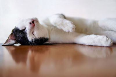 Cute sleeping white cat