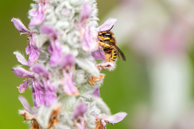 Close-up of bee pollinating on pink flower