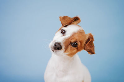 Close-up of a dog looking away against blue sky