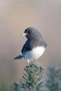 A junco perched on a branch.