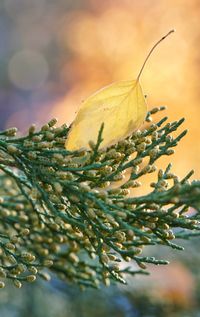 Close-up of butterfly on plant