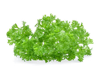 Close-up of fresh green plant against white background