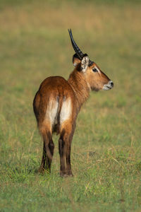 Young male waterbuck stands on grass turning head