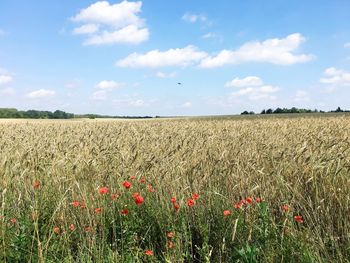 Scenic view of field against sky