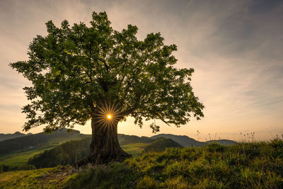 Sunlight streaming through tree on field against sky