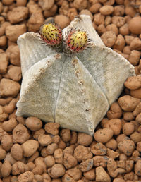 Close-up of pebbles on stone