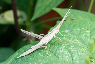 Close-up of insect on leaf