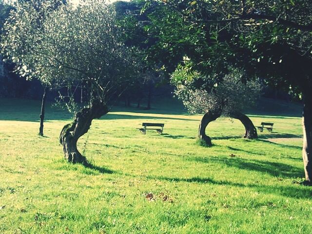 grass, tree, tranquility, tree trunk, tranquil scene, bench, growth, green color, nature, park - man made space, branch, grassy, field, beauty in nature, scenics, absence, sunlight, shadow, empty, park