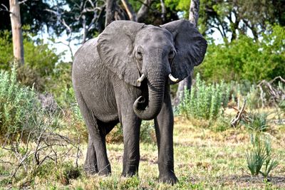 Elephant in a forest