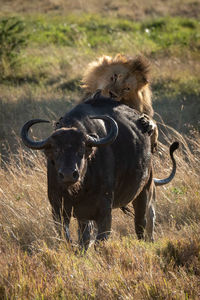 Male lion biting cape buffalo from behind