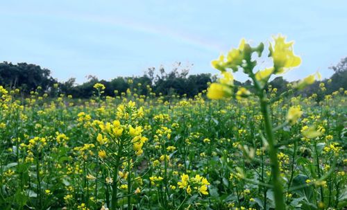 Yellow flowers on field