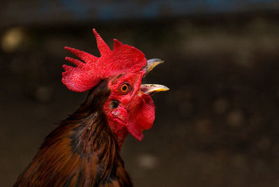 Close-up of rooster