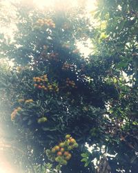 Close-up of fruits on tree