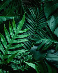 Closeup nature view of tropical leaf background, dark green wallpaper concept.