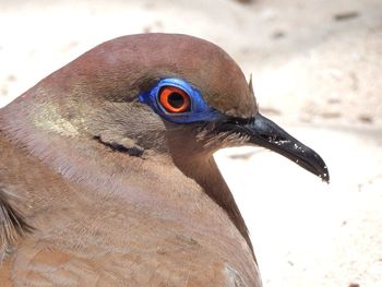 Close-up of animal eye