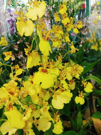 Close-up of yellow flowers