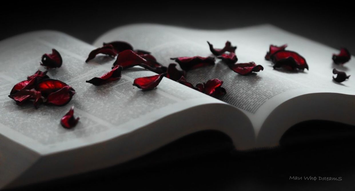 still life, red, no people, flower, petal, indoors, rose - flower, close-up, table, book, large group of objects, rose petals, paper, fragility, freshness, flower head, day