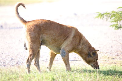 Side view of horse on field