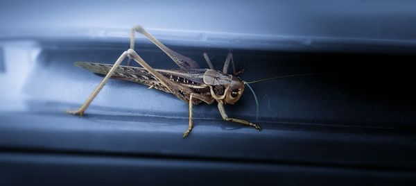 Close-up of insect