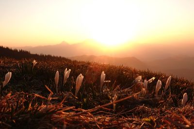 Close-up of plants on field against sky during sunset