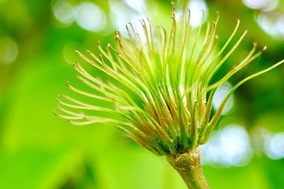 Close-up of fresh green plant