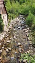 View of stream flowing through forest