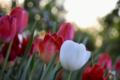 Close-up of pink flowering plant