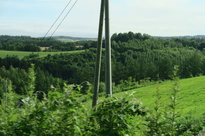 Scenic view of trees growing on field against sky