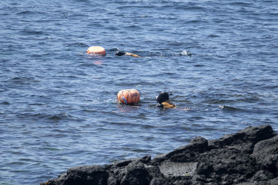 Ducks swimming in sea