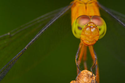 Close-up of crab on leaf