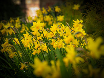 Close-up of yellow flower