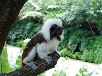 Close-up of monkey sitting on tree