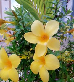 Close-up of yellow flowers blooming outdoors