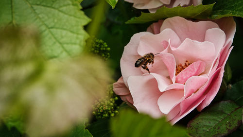 Close-up of honey bee on pink flower